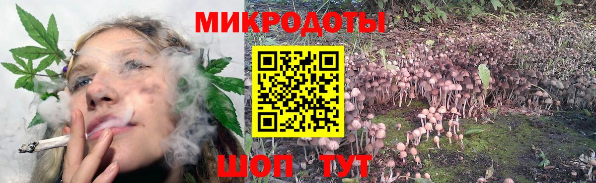 Галлюциногенные грибы Psilocybe Муром